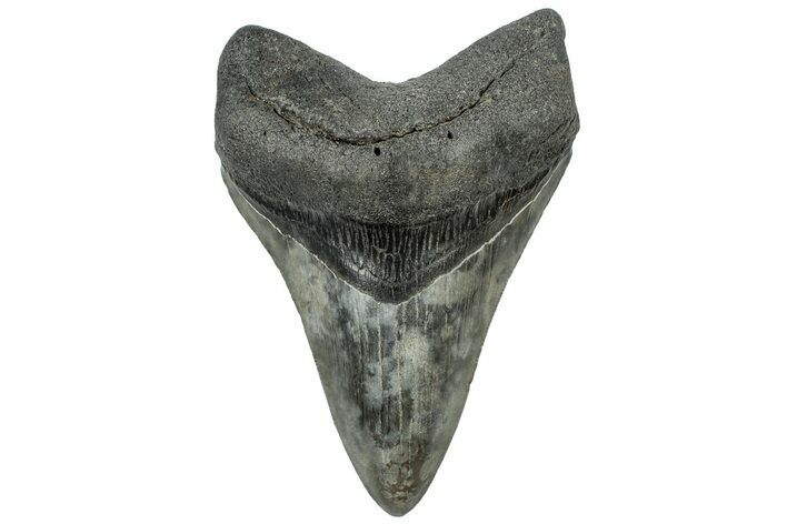 Serrated, Fossil Megalodon Tooth - South Carolina #310027